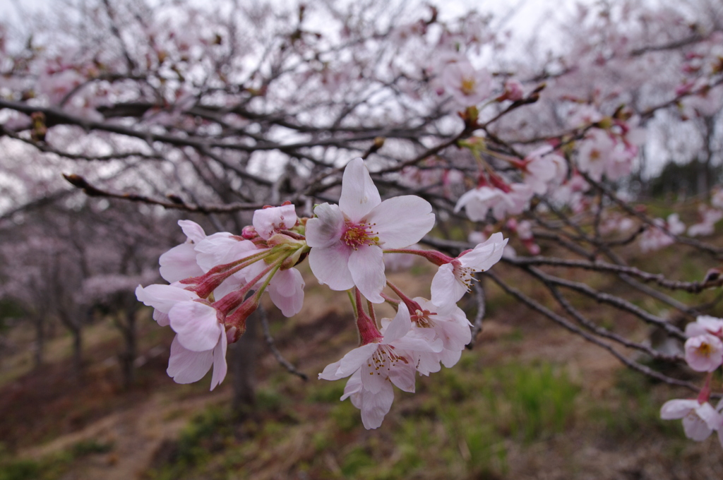 桜_音無山_4