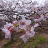 桜_音無山_4