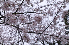 桜_音無山_1