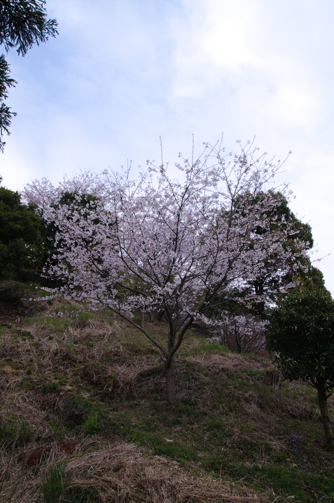 桜_音無山_6