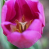 IMG_4451