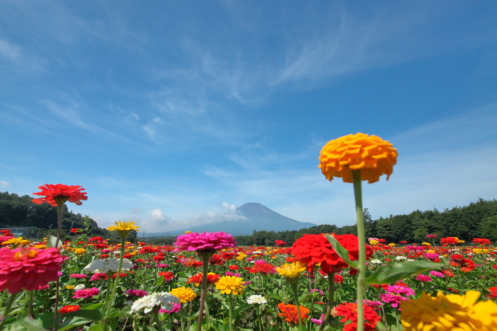 花の都