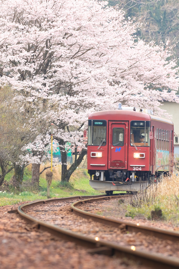 桜の咲く頃