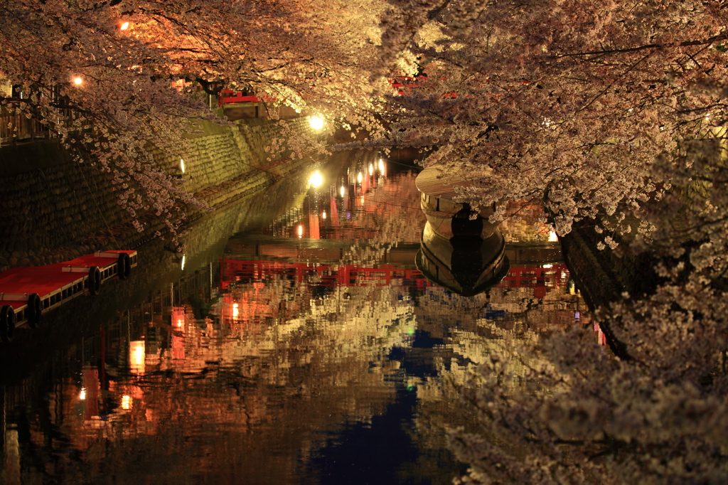 夜桜その２