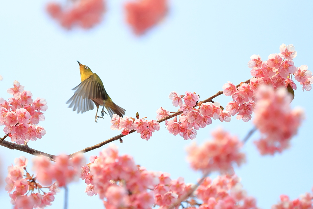 飛