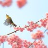 飛