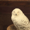 寝てません