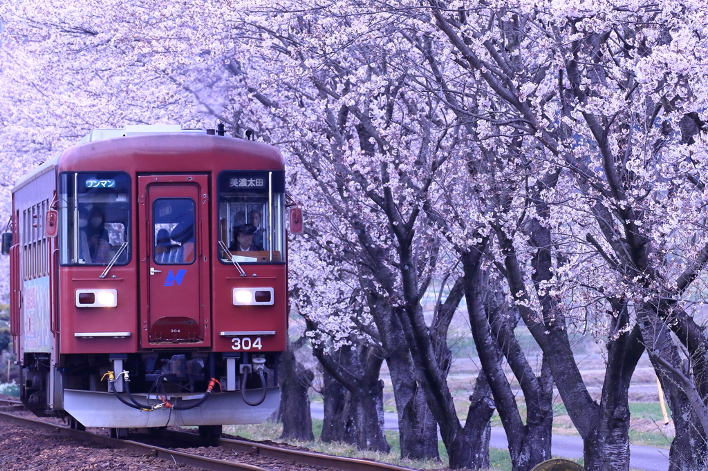 お花見電車