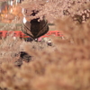 水の都の夜桜１