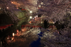 夜桜