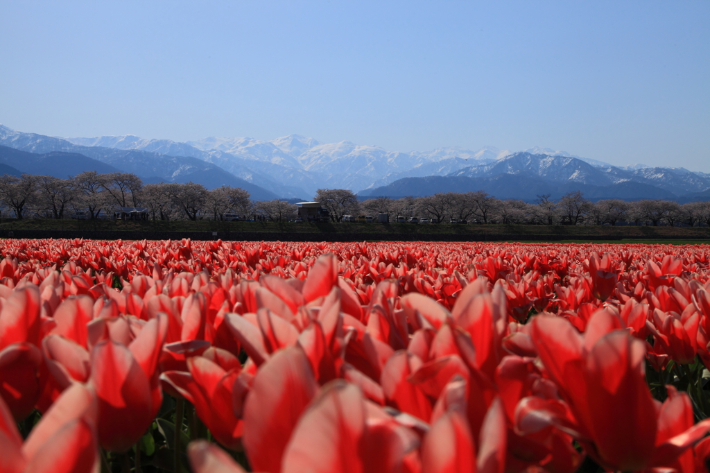 桜と山とチューリップ