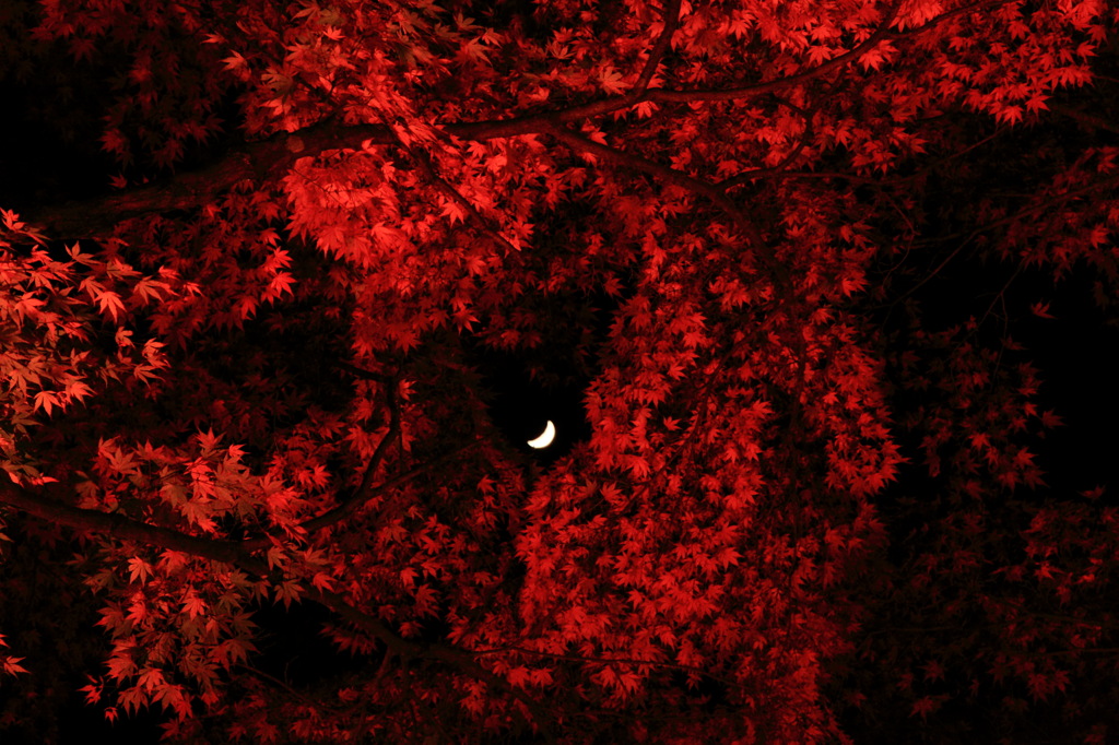 紅の中に光る