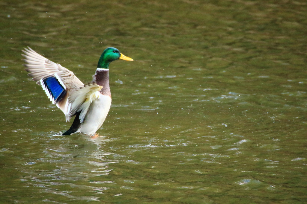 試し鳥