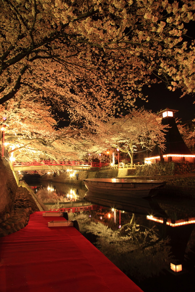 水の街の夜桜