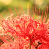 彼岸花　明