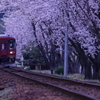 お花見電車２