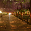夜藤４
