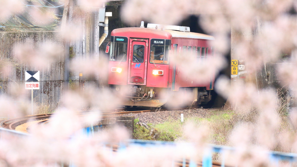 桜カーブ２