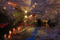 水の都の夜桜