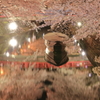 夜桜鑑賞