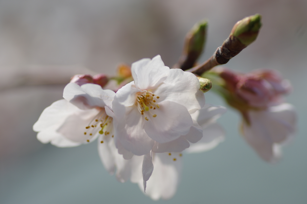 明石公園の桜