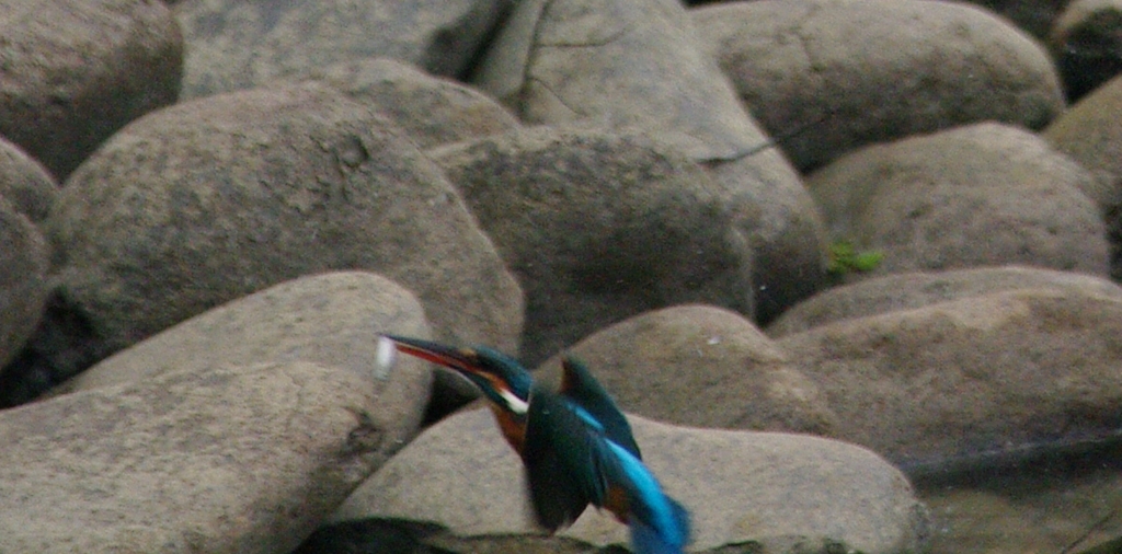 カワちゃん、大物ゲット