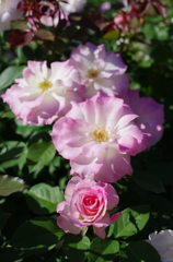 IMGP2438