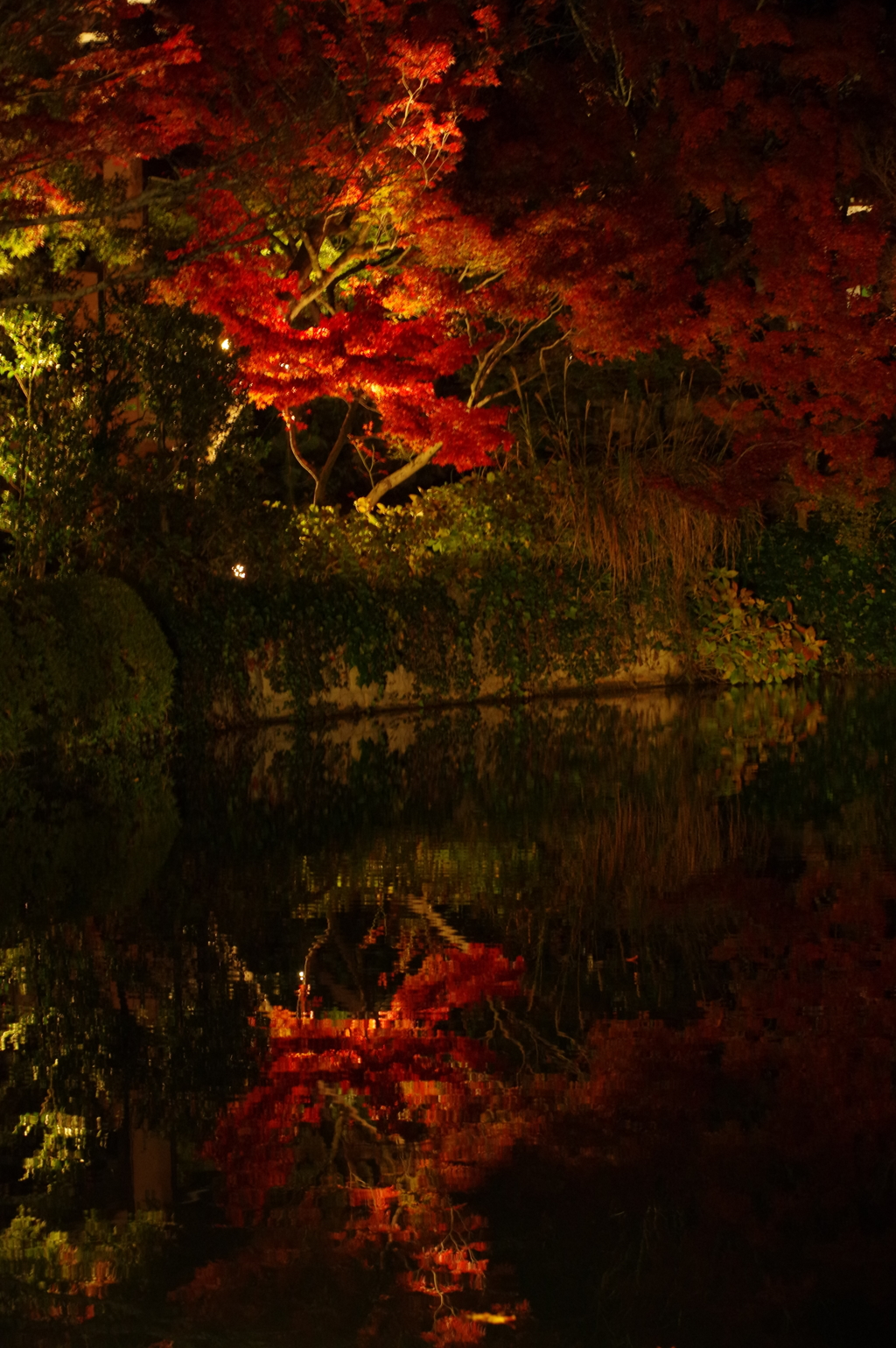 永観堂紅葉ライトアップ