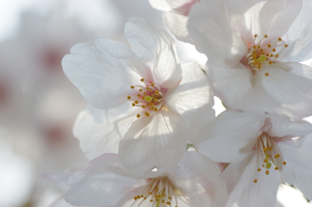 明石公園の桜