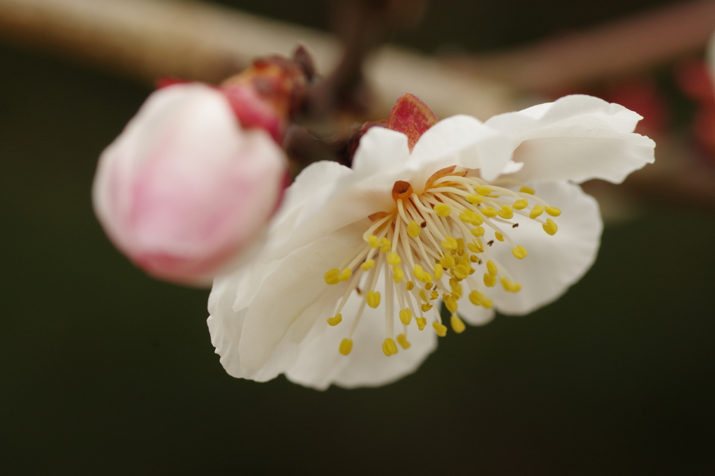 開花