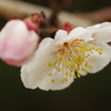 開花