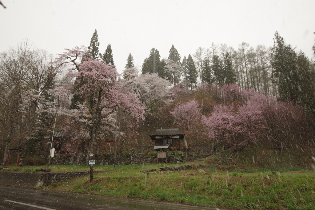 白馬岩岳轍念桜