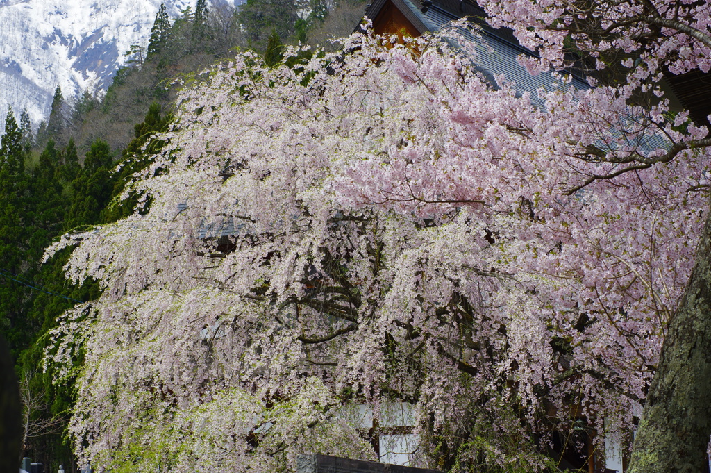 白馬村長谷寺の枝垂れ桜
