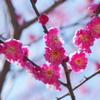 曽根天満宮の梅