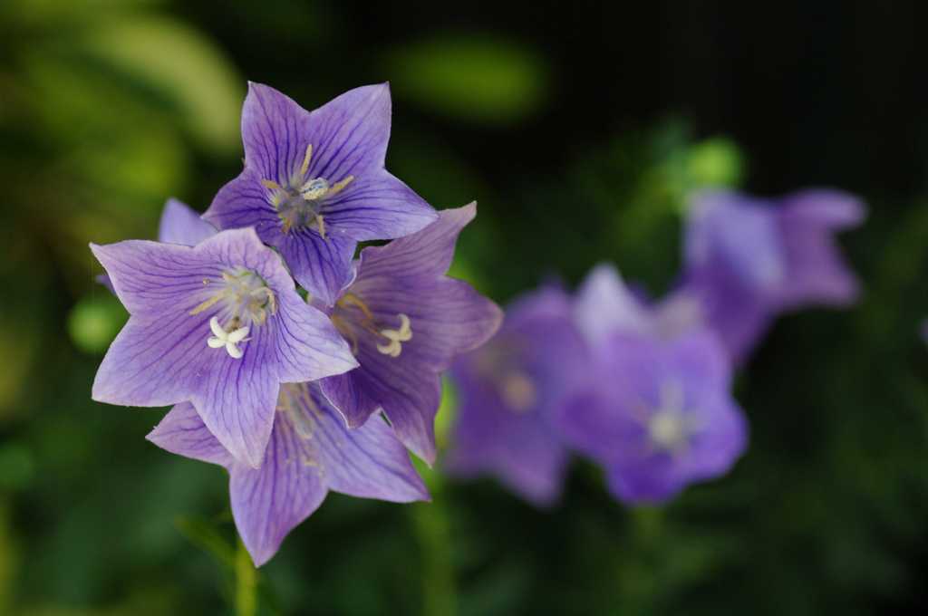 Violet Curve