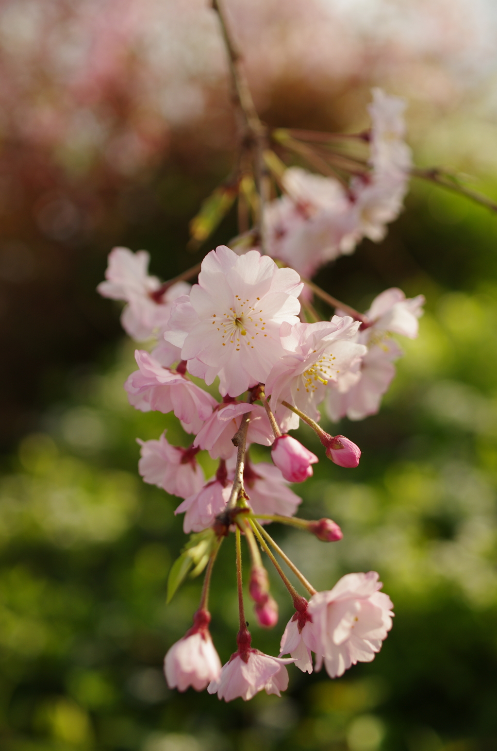 鴨川の枝垂れ桜