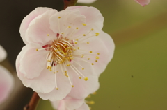 IMGP2818