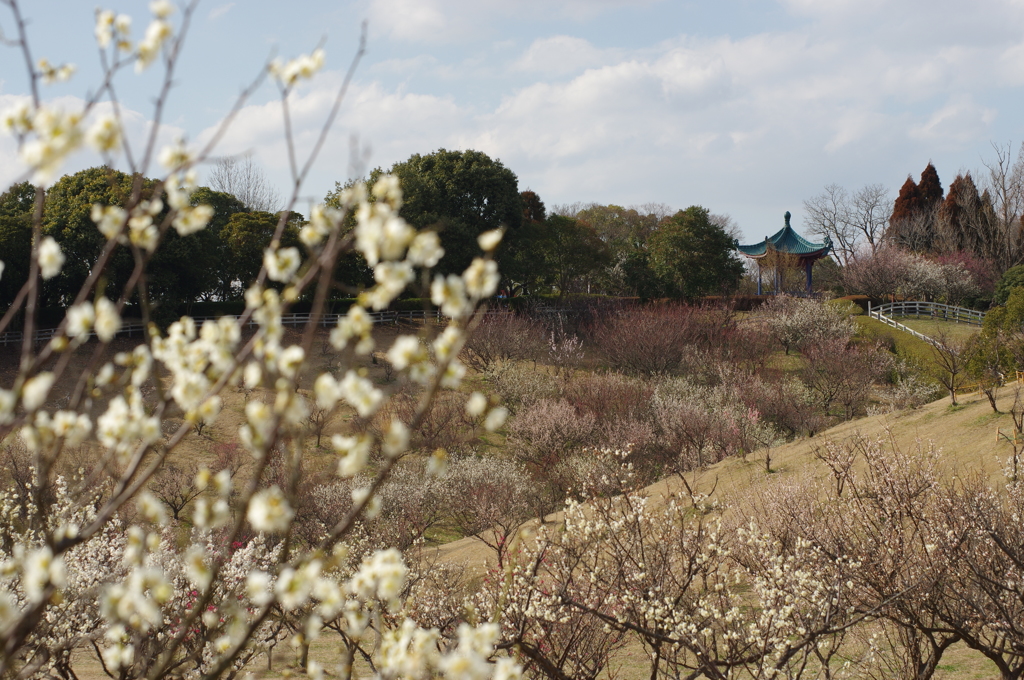 石ケ谷公園梅林