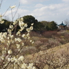 石ケ谷公園梅林