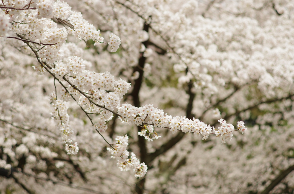 海津大崎の桜