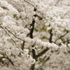 海津大崎の桜