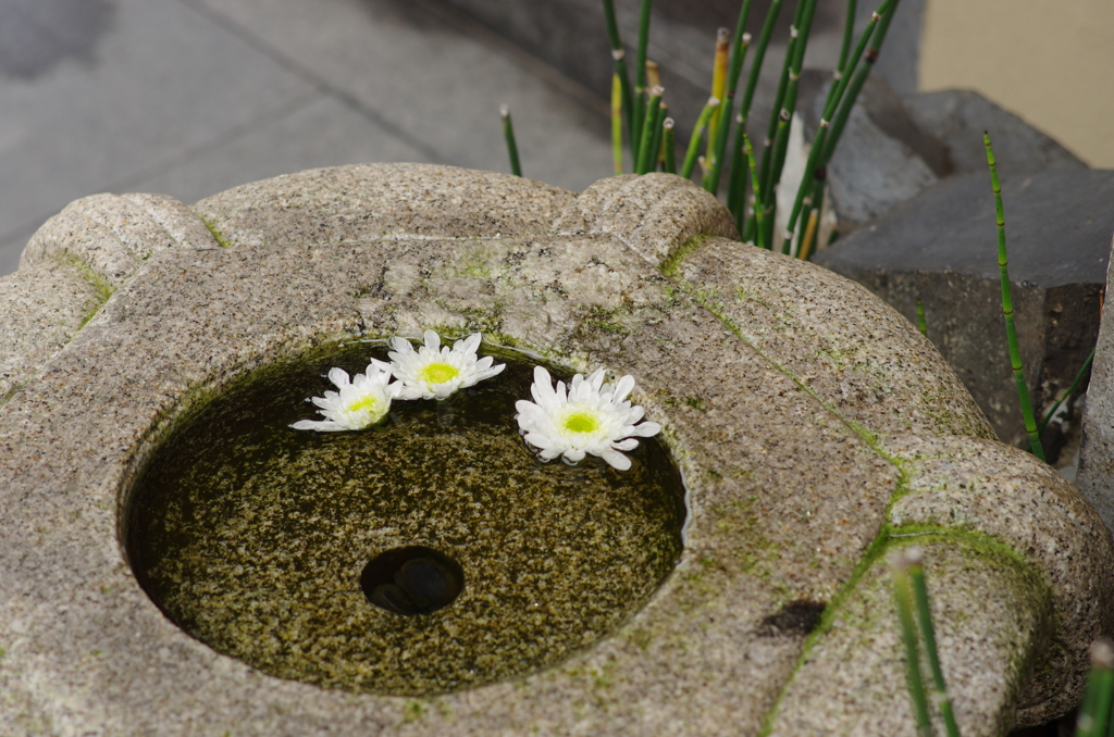 菊手水