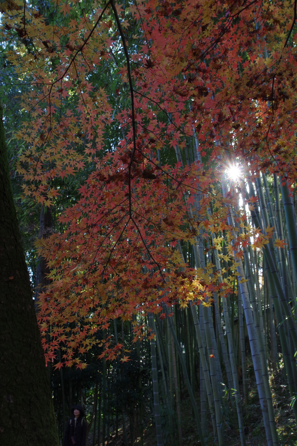 北野天満宮もみじ苑