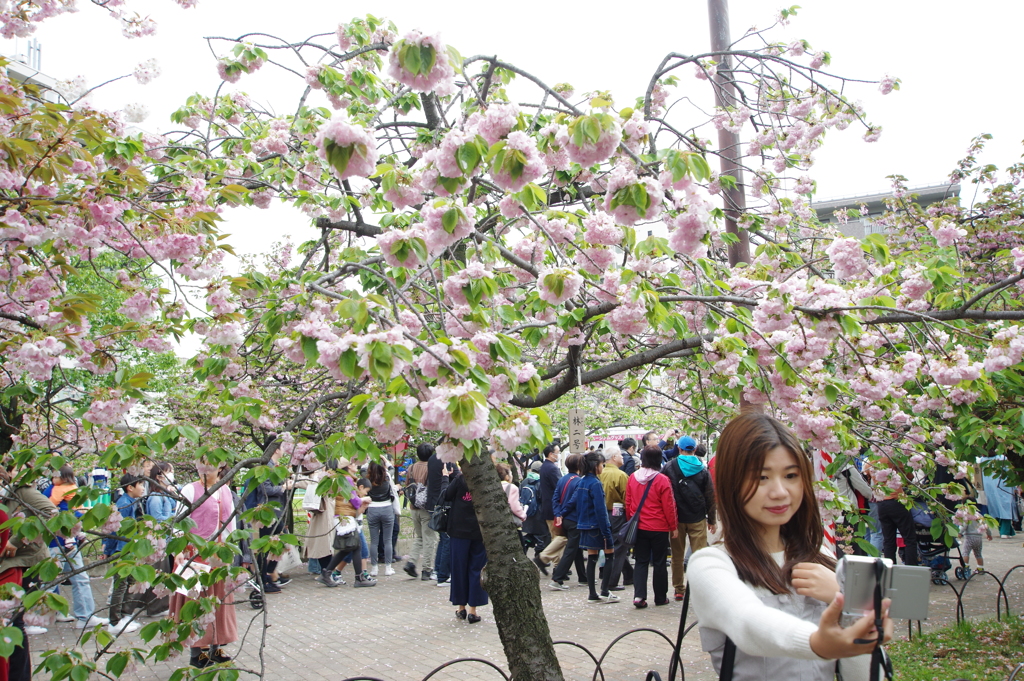 造幣局桜の通り抜け
