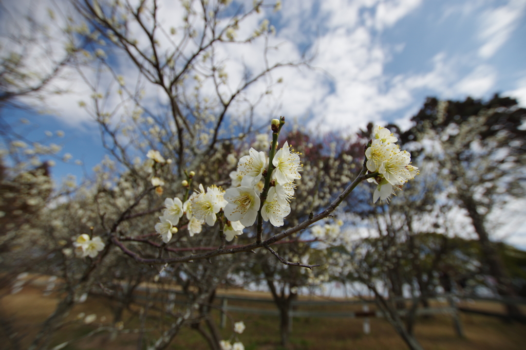  石ケ谷公園梅林にて