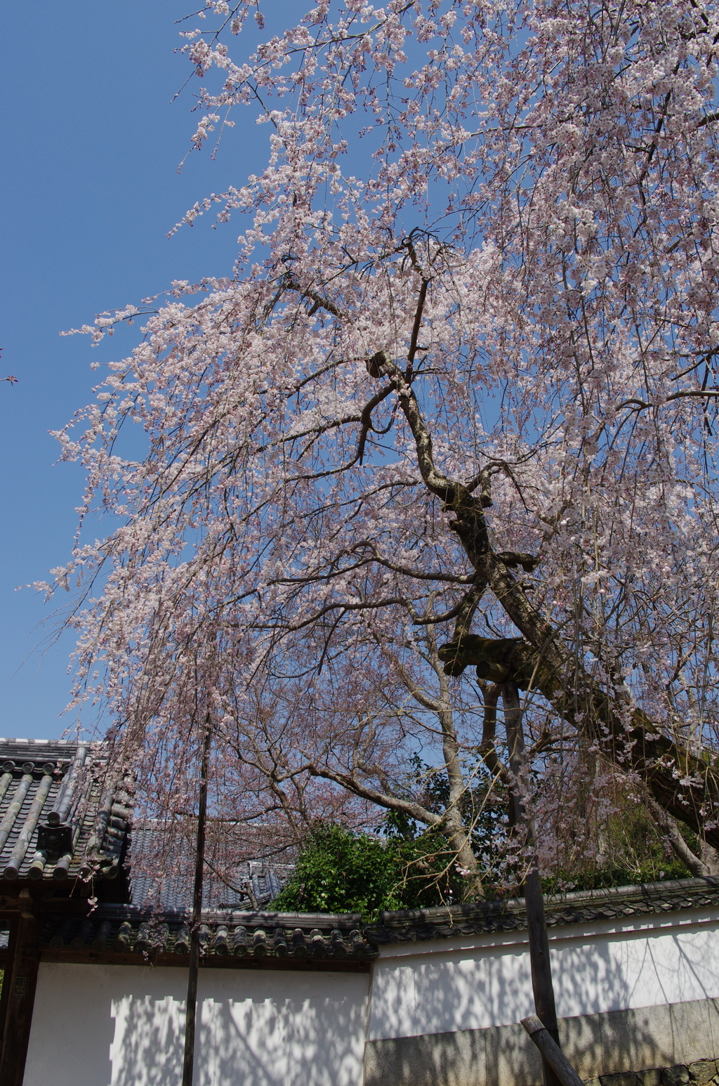 開山堂の枝垂れ桜