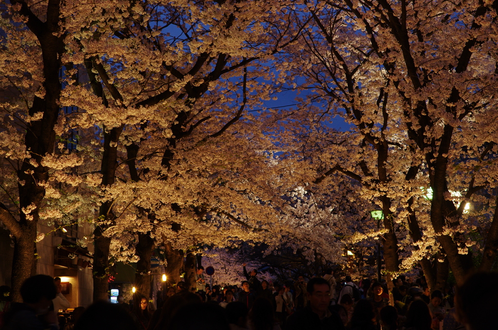 祇園白川ライトアップ