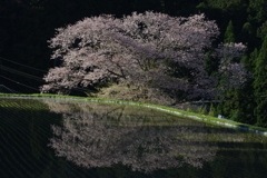 諸木野の桜