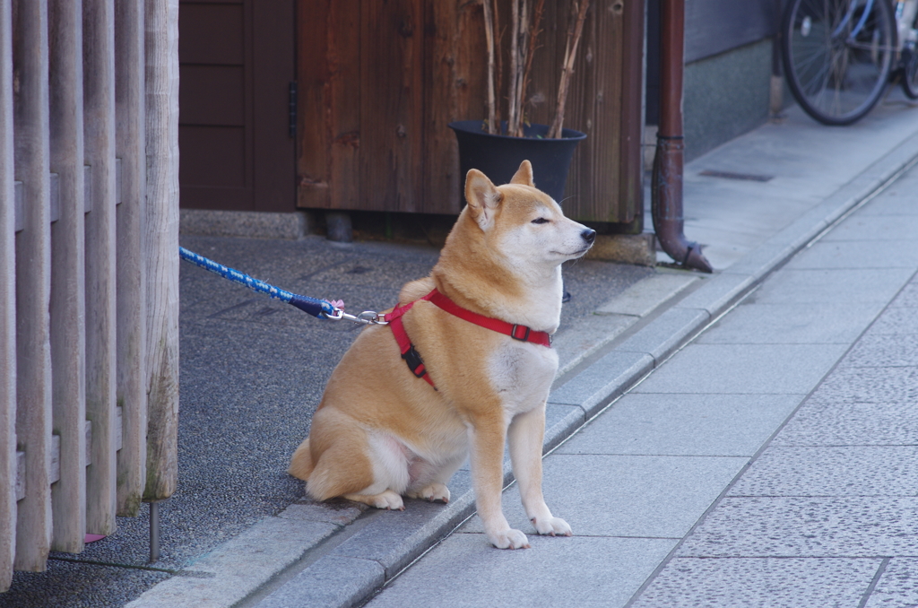祇園の忠犬