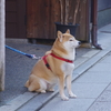 祇園の忠犬